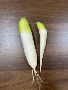 収穫した大根。小ぶりだけど、美味しそう。
