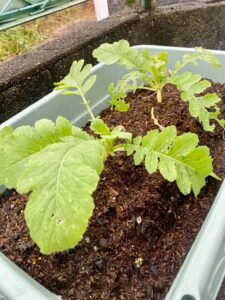 本葉が生えてきた大根